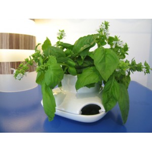 ESPECIERO SAGAFORM HERB POT